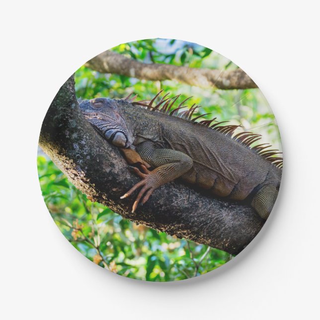 Costa Rica, Muelle - Lazy Iguana in einem Baum Pappteller (Vorderseite)