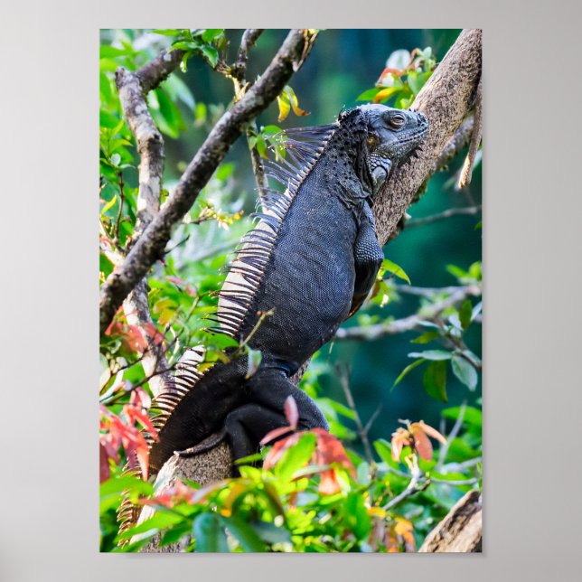 Costa Rica, Muelle - Lazy Iguana in einem Baum Poster (Vorne)