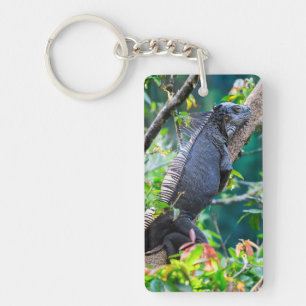 Costa Rica, Muelle - Lazy Iguana reposant dans un 