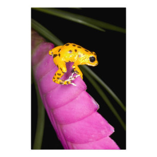 Costa Rica. Nahaufnahme eines Pfeilgiftfroschs Fotodruck