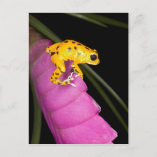 Costa Rica. Nahaufnahme eines Pfeilgiftfroschs Postkarte