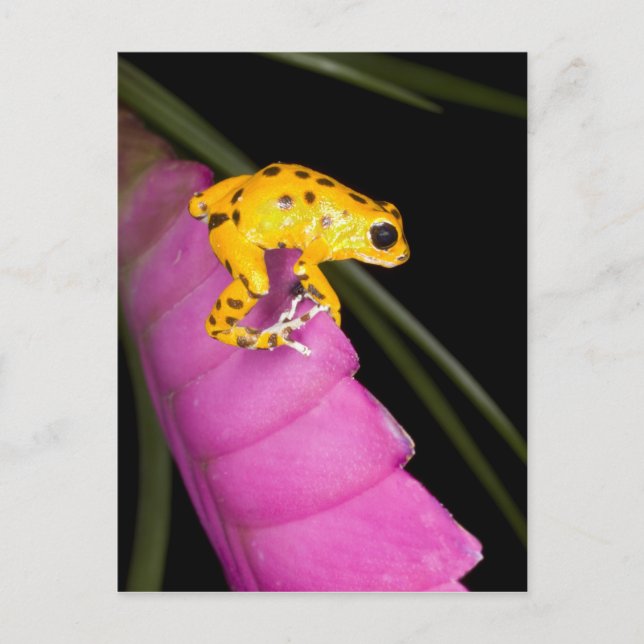 Costa Rica. Naher Giftdarmfrosch Postkarte (Vorderseite)