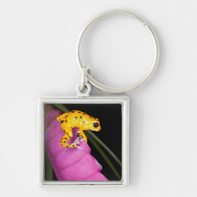 Costa Rica. Naher Giftdarmfrosch Schlüsselanhänger (Vorne)