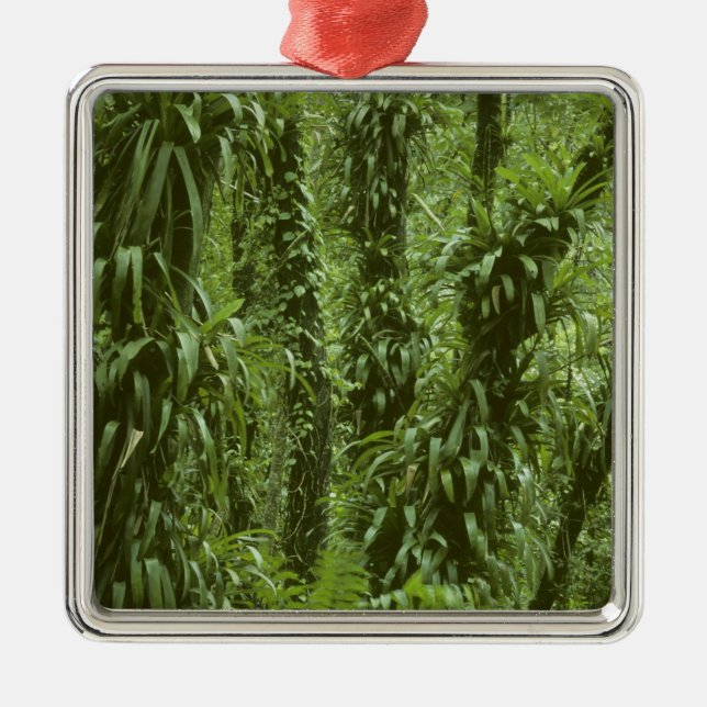 Costa Rica, Nationalpark Arenal, Regenwald Silbernes Ornament (Vorne)