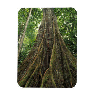 Costa Rica, Nationalpark Corcovado, Buttressed Magnet