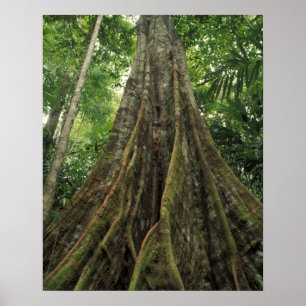 Costa Rica, Nationalpark Corcovado, Buttressed Poster