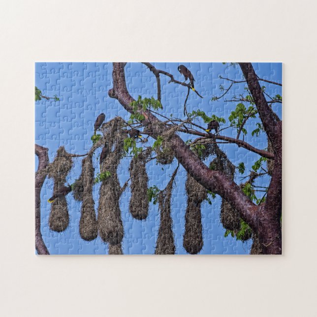 Costa Rica, Punta Cahuita - Psarocolius decumanus (Horizontal)