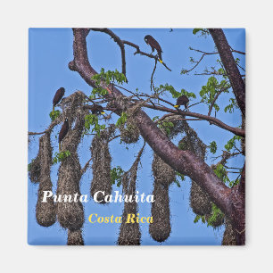 Costa Rica, Punta Cahuita - Psarocolius decumanus Magnet