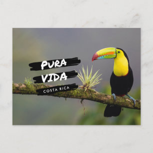 Costa Rica Pura Vida Toucan Photo Carte postale