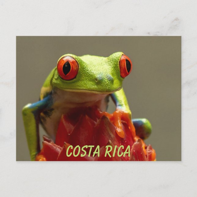 Costa Rica Red-Mit Augen Tree Frog Souvenir Postkarte (Vorderseite)