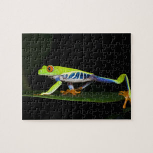 Costa Rica, Rotaugen-Laubfrosch (Agalychnis