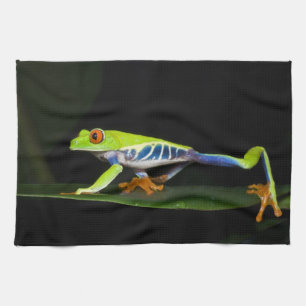 Costa Rica, Rotaugen-Laubfrosch (Agalychnis Handtuch