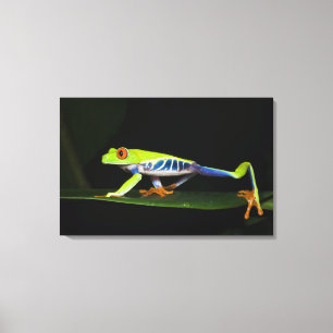 Costa Rica, Rotaugen-Laubfrosch (Agalychnis Leinwanddruck