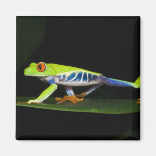 Costa Rica, Rotaugen-Laubfrosch (Agalychnis Magnet