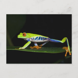 Costa Rica, Rotaugen-Laubfrosch (Agalychnis Postkarte