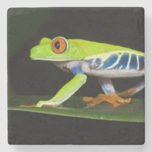 Costa Rica, Rotaugen-Laubfrosch (Agalychnis Steinuntersetzer