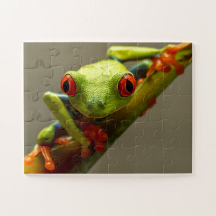 Costa Rica Roter Mit Augen Baum Frosch