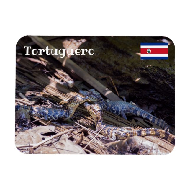 Costa Rica, Tortuguero - Babykrokodile Magnet (Horizontal)