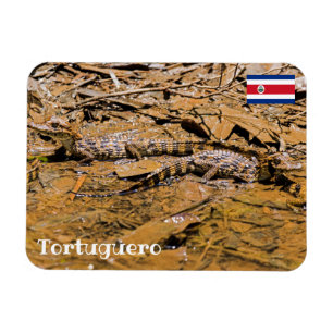 Costa Rica, Tortuguero - Babykrokodile Magnet