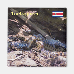Costa Rica, Tortuguero - Babykrokodile Magnet