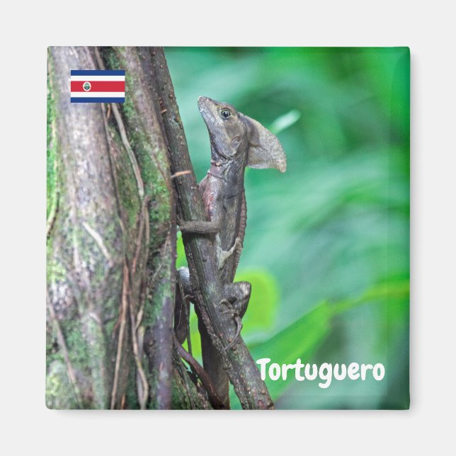 Costa Rica, Tortuguero - Basilisk Lizard Magnet (Vorne)