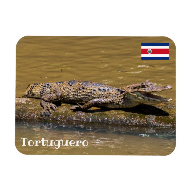 Costa Rica, Tortuguero - Krokodile fräsen Magnet (Horizontal)