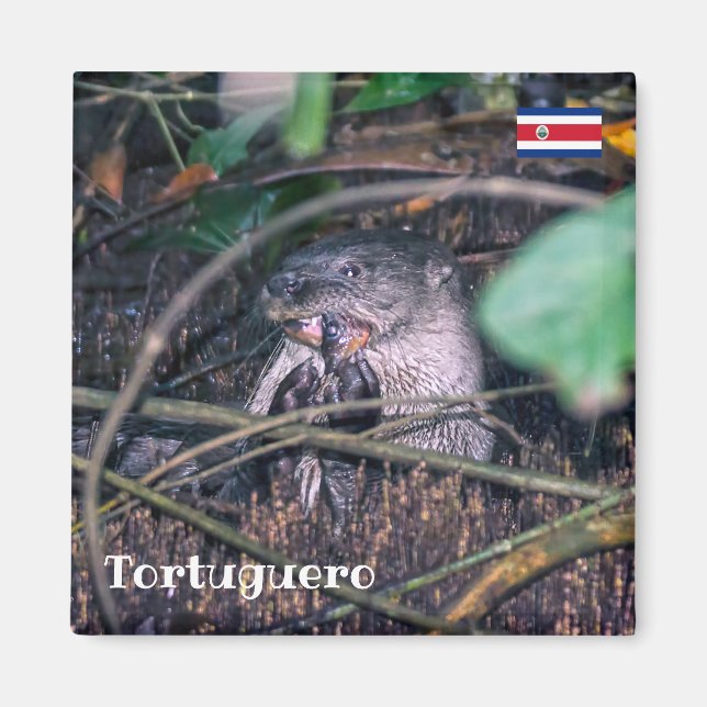 Costa Rica, Tortuguero - Otter frisst Fisch Magnet (Vorne)