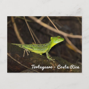 Costa Rica, Tortuguero - Smaragd-Basilisk Postkarte