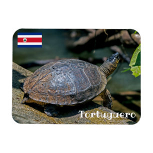 Costa Rica, Tortuguero - Turtle Magnet
