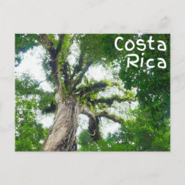 Costa Rica Tree Fotografie Postcard Postkarte