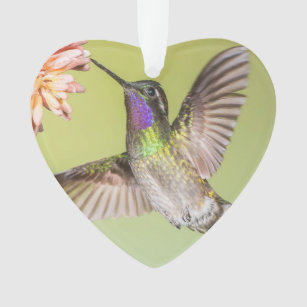 Costa Rica : Un colibri s'envole en fleurs