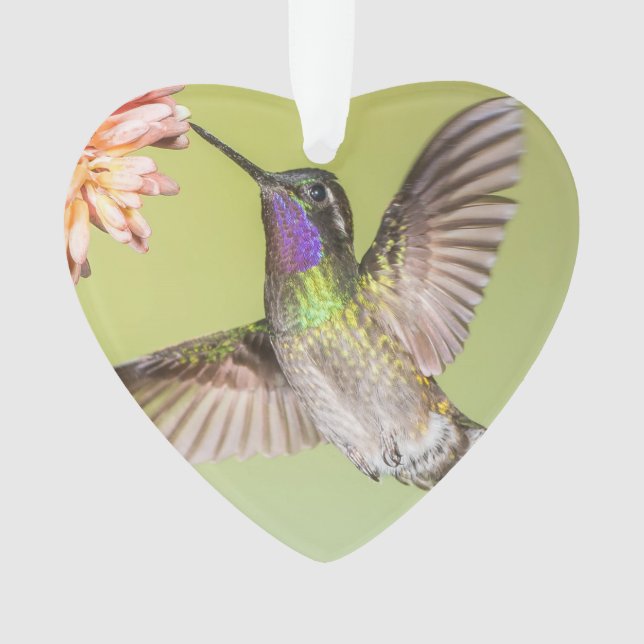 Costa Rica : Un colibri s'envole en fleurs (devant)