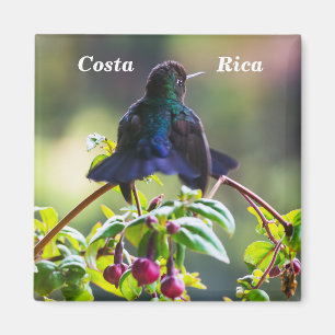 Costa Rica-Vogel - Feuerkehlkolibri Magnet