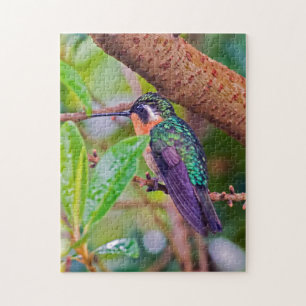 Costa Rica Vogel - Feuerschnabel-Hummingbird