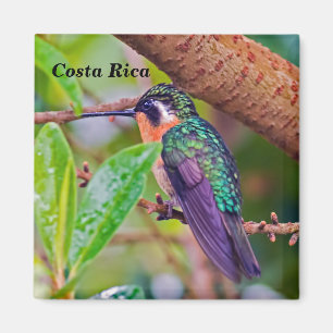 Costa Rica Vogel - Feuerschnabel-Hummingbird Magnet