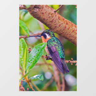 Costa Rica-Vogel - Fiery-throated Hummingbird Fensteraufkleber
