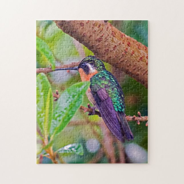 Costa Rica-Vogel - Hummingbird mit Meerschweinchen (Vertikal)
