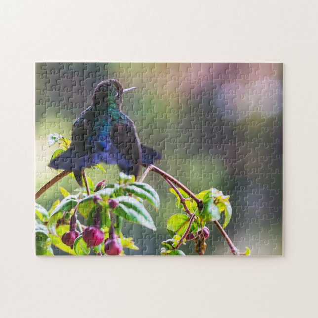 Costa Rica-Vogel - Hummingbird mit Meerschweinchen (Horizontal)