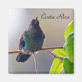 Costa Rica-Vogel - Hummingbird mit Meerschweinchen Magnet
