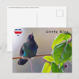 Costa Rica-Vogel - Hummingbird mit Meerschweinchen Postkarte