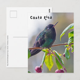 Costa Rica-Vogel - Hummingbird mit Meerschweinchen Postkarte