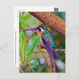 Costa Rica-Vogel - Hummingbird mit Meerschweinchen Postkarte