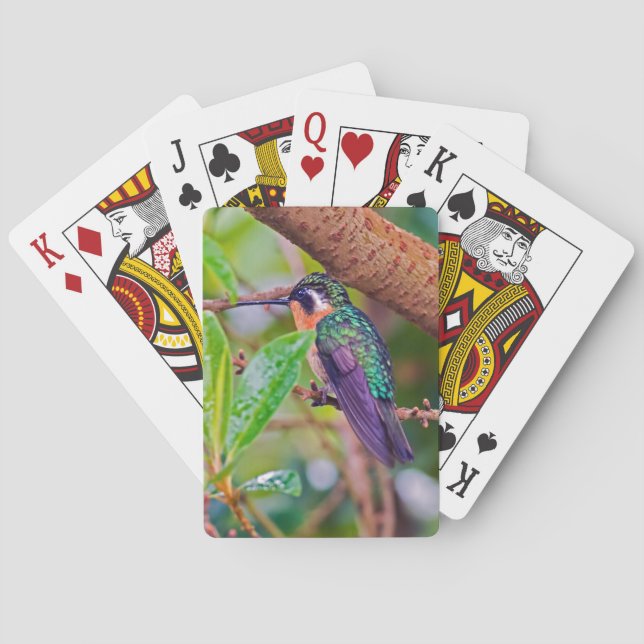 Costa Rica-Vogel - Hummingbird mit Meerschweinchen Spielkarten (Rückseite)