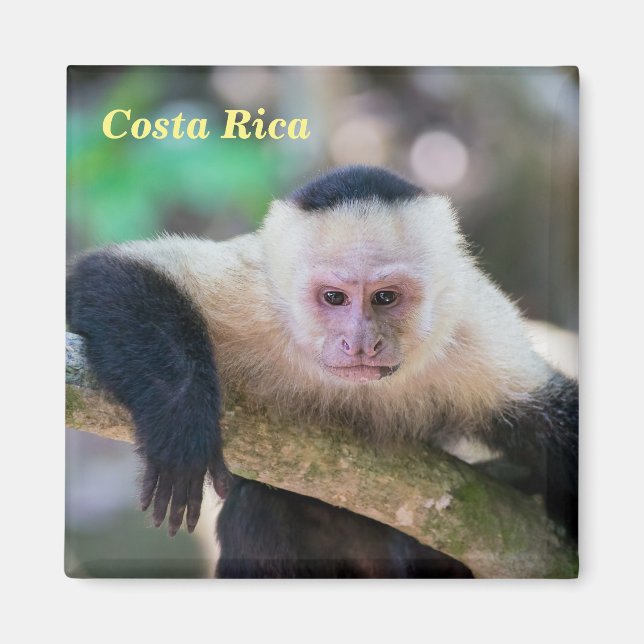 Costa Rica - Weißer Kapuzineraffe Magnet (Vorne)