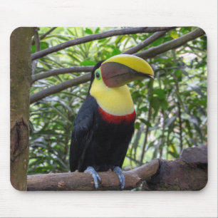 Costa Rica, wild lebende Tiere, Natur Mousepad