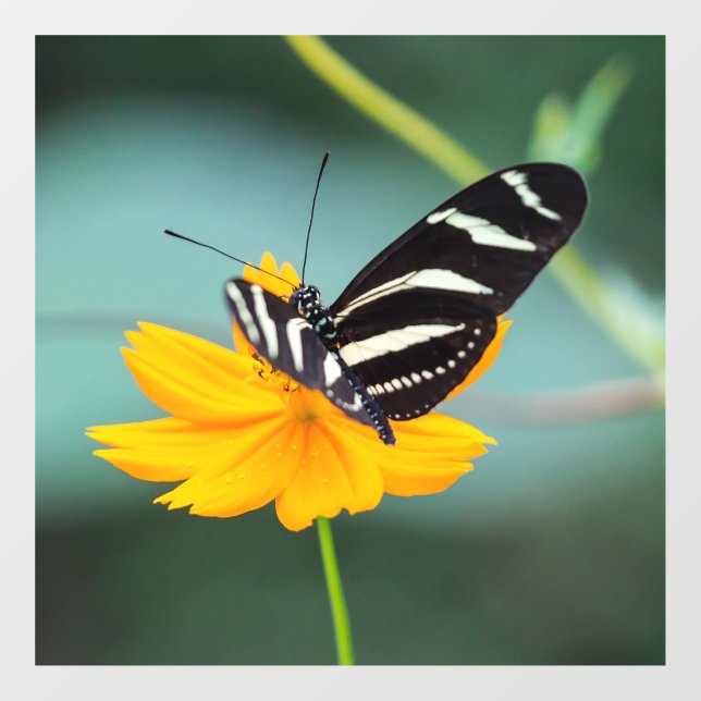 Costa Rica - Zebra Longwing Butterfly Fensteraufkleber (Blatt)