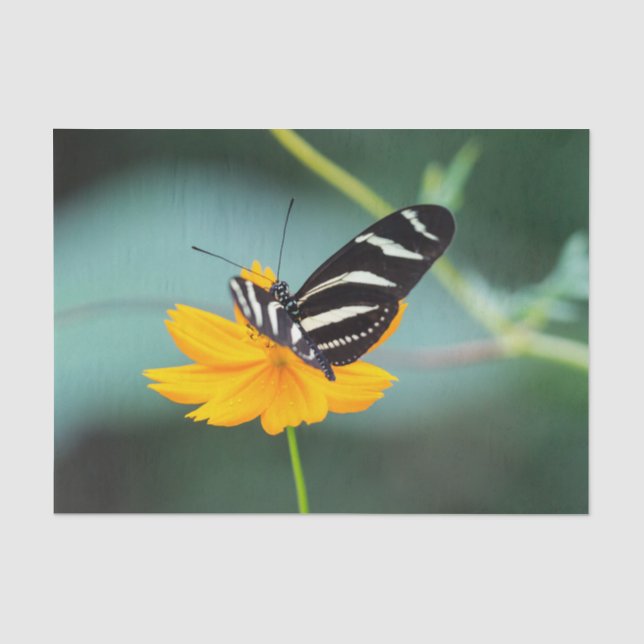 Costa Rica  - Zebrafalter Seidenpapier (Vorderseite)