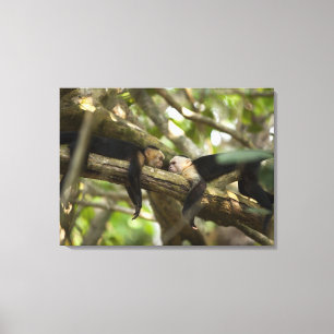 Costa Rica, zwei Affen, die auf dem Baum, liegend Leinwanddruck