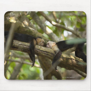 Costa Rica, zwei Affen, die auf dem Baum, liegend Mousepad