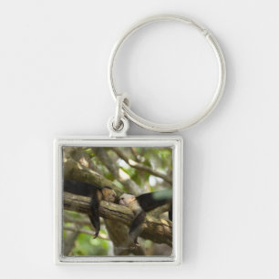 Costa Rica, zwei Affen, die auf dem Baum, liegend Schlüsselanhänger